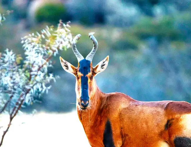 Senkele Wildlife Sanctuary